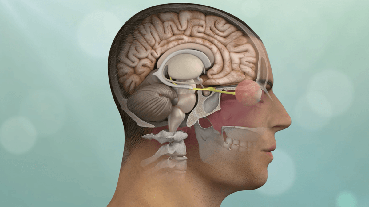 Brain Cancer Concept Anatomical Shape Of Brain Lies Near Word Cancer  Surrounded By Set Of Tests Analysis Drugs Mri Of Skull And Stethoscope  Diagnosis Treatment Of Brain Cancerous Tumors Stock Photo 