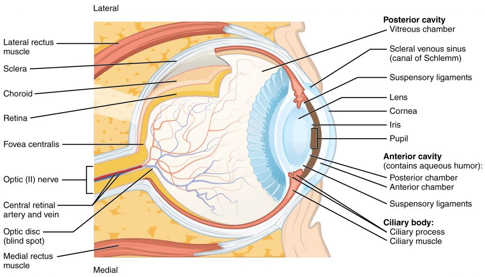 Eye Anatomy  ditki medical and biological sciences