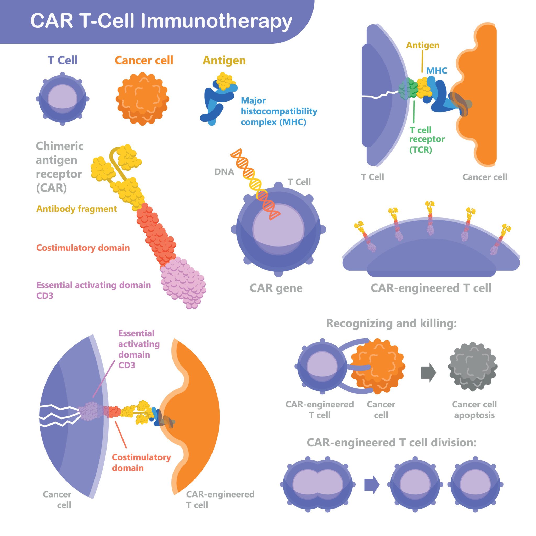 The Power Of Immunotherapy For Brain Cancer | Pacific Neuroscience ...