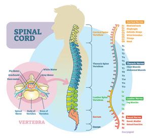 Illustration of the spinal cord